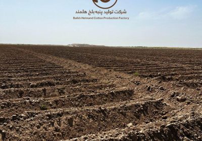 مزارع تحت کشت پنبه شرکت بلخ هلمند