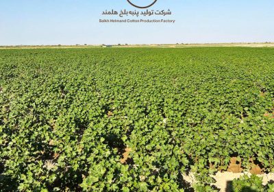 مزارع تحت کشت پنبه شرکت بلخ هلمند