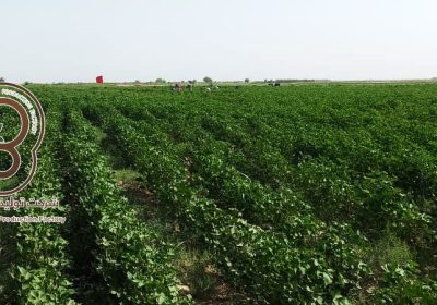 مزارع تحت کشت پنبه شرکت بلخ هلمند