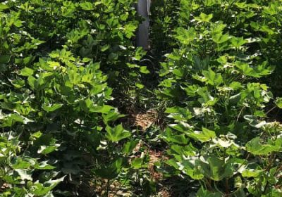 مزارع تحت کشت پنبه شرکت بلخ هلمند