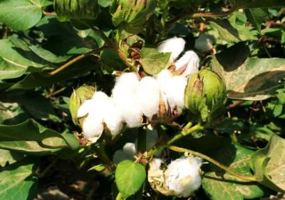 مزارع تحت کشت پنبه شرکت بلخ هلمند