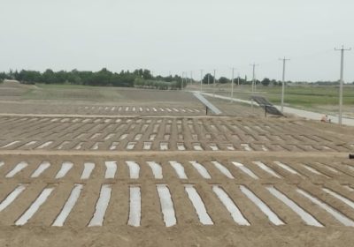 مزارع تحت کشت پنبه شرکت بلخ هلمند