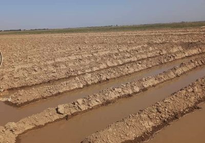 مزارع تحت کشت پنبه شرکت بلخ هلمند